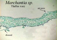 Phylum: Hepatophyta (liverworts)