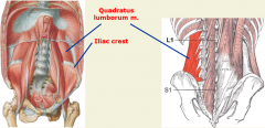 vaguely quadratic shape
attaches to rib, vertebral column and iliac crest (posterior wall)
lateral flexor side to side