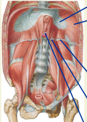 extends far down, injuries to lower abdomen can still result in pneumothoraxcentral aponeurosis (IVC goes through central tendon)
esophagus passes through muscle
lateral arcuate ligament: quadratus lumborum attachment 
medial arcuate ligament: pso...