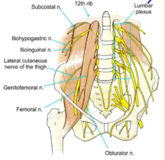 first nerve to branch
innervates abdomen superior to inguinal ligament
penetrates psoas major