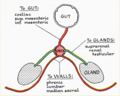 unpaired anterior branch to viscera (celiac, superior mesenteric, inferior mesenteric)
paired laterally to glands (suprarenal, renal, testicular)
paired posterior to body wall (phrenic, lumbar, median sacral)
bifurcates at L4