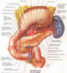 grabs blood supply from everything nearby
branches of splenic artery, gastroduodenal artery, superior mesenteric