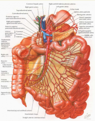 intestinal arteries (many to small intestines)
middle colic artery (to transverse colon) continues to marginal, anastamose with inf.
right colic artery (to ascending colon)
iliocolic artery (to ileum and ascending colon)