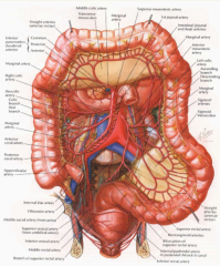sigmoidal arteries (many to sigmoid colon)
left colic artery (to descending colon)
superior rectal artery (to rectum)