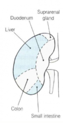 suprarenal gland
liver
duodenum
colon
small intestine