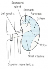 suprarenal gland
stomach
spleen
pancreas
small intestine
colon