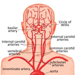 Right Common Carotid: Brachiocephalic (innominate) artery
Left Common Carotid: Aorta
Vertebrals: Subclavian arteries
