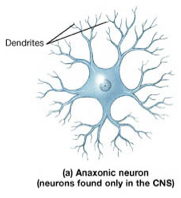 The axon is not distinguished from the dendrites (in brain)