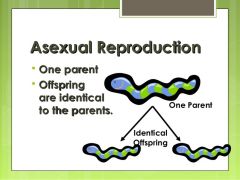 Asexual Reproduction 
