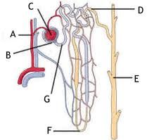Structure D is the :
A. Distal tubule
B. Outer Medulla
C. **** this ****
D. loop of henle