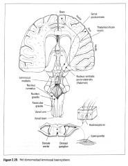 dorsomediaal lemniscaal baan­ systeem naar bet brein


 


('lemniscus' betekent bundel) (Figuur 2.29.).


 


 