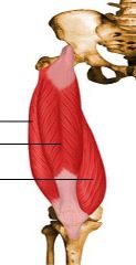 Quadriceps femoris - ארבע ראשי