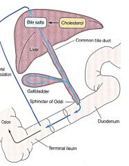 "Enterohepatic recycling occurs Through the liver only part enters thebloodstream, the rest is made more watersolubleby liver enzymes, by a processcalled conjugation, and then the metabolite(conjugate) is excreted in bile. When bilereaches the int...