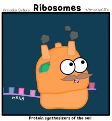 What does a ribosome make?