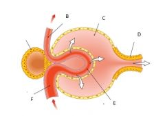 
Structure B is the :
A. Efferent arteriole 
B.NOT THIS ONE
C.Secretion 
D. Bowman's capsule 
