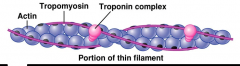 טרופומיוזין - ׁ(טרופו = שינוי)בעל צורה של הליקס (סליל). הוא מתיישב על הסיב האקטין בצורה כזו שהוא
מסתיר את אתרי הקישור בין האקטין ומיוזין ו...