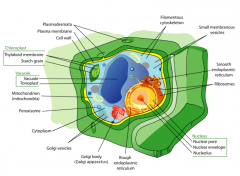 A peroxisome contains enzyme catalyse for the breakdown of H2O2 and other enzymes
Plasmodesmata are microscopic channels which traverse the cell walls of plant cells and some algal cells, enabling transport and communication between them.
Tonoplas...