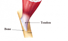 – attach muscle to bone or cartilage 

 have the same form as the muscles they serve 
(i.e., compact tubular muscles have long, thin tendons)