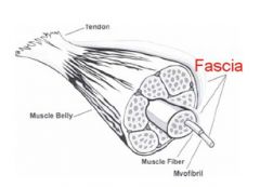 – surrounds organs 

sheetlike membrane that may be thick or thin (dense or filmy) 
striated muscle is surrounded by perimysium (fascia around muscle).