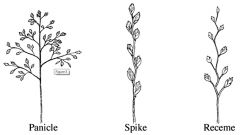 useful in distinguishing among the cool-season turfgrass species