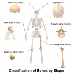 begin as cartilaginous mass hardens overtime. Generally, bones have a cartilaginous portion (rib cage).