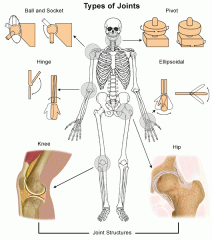 unions of bones with other bones, or cartilage with other cartilage classified based on the degree of movement that they allow.