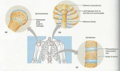 – cartilage provides union between two bones  Ossifies through aging.