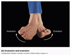 ankle INversion and PF