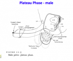 What happens during plateau phase?