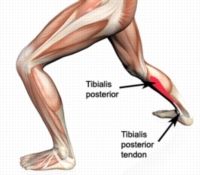 main function is to control anterior movement of TIBIA on ankle during midstance (along with FDL and FHL helping)


 


-i.e. eccentric control of the DF produced by anterior tibialis