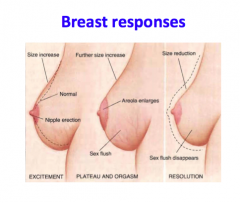 1. Nipple erection
2. Further increase in size (areola enlarges)
3. Size reduction