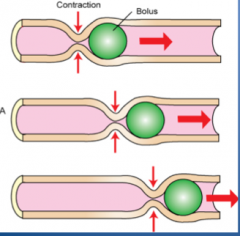 Type of small intestine motility that propels food bolus, ie squeezing a tube of toothpaste.