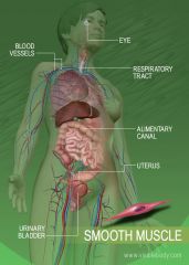 – visceral (Organs)- muscle of internal organs, involuntary (gastrointestinal tract) 