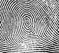 Forensics- Ch. 5 Fingerprints Flashcards - Cram.com