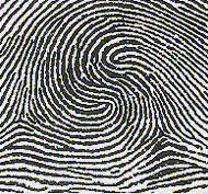 Name the type of fingerprint pattern shown: