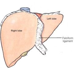 -falciform ligament on diaphragmatic surface
