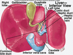 -smaller and flatter than right lobe
-left of falciform ligament
-left of ascending portion of prox left portal vein