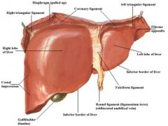 -connect posterior liver to the diaphragm
-continuous with triangular ligament on each side, and with the falciform ligament anteriorly 
-forms ant and post borders of bare area