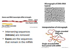 mRNA is shorter than the DNA coding for it