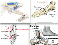 peroneus longus supports the transverse and longitudinal arches and stabilizes 1st metatarsal during push-off (attaches to lateral side of the plantar surface of the navicular and base of 1st metatarsal)


-peroneus brevis stabilizes the mid tarsa...