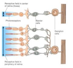 Does the bottom ganglion cell have high or low convergence?
