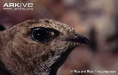 95 species

very short feathered tarsi
some w/ tail spines
facultatively pamprodactyl