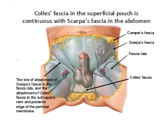 scarpa's fascia in the abdomen.