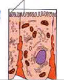 Microvilli on the surface of villi in the small intestine where all the digestive enzymes 'hang out'.