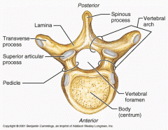 the arches of successive vertebrae form the vertebral canal


-contains spinal cord


 