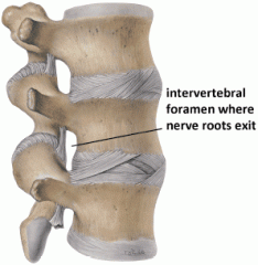 lateral opening formed by the stacking of vertebra through which spinal nerve roots exit from the SC