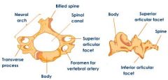 (7) cervical


-foramina of transverse process contain vertebral arteries


-C1 has no spinous process