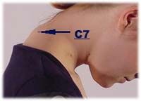 C3-C5 are short and deep to the surface = difficult to palpate


C7: vertebra prominens and easy to palpate