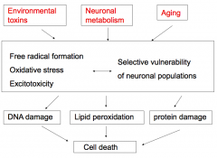 - Formation of free radicals
- Oxidative stress
- Excitotoxicity
- Selective vulnerability of neuronal populations

These lead to:
- DNA damage
- Lipid peroxidation
- Protein damage

Ultimately:
- Cell death