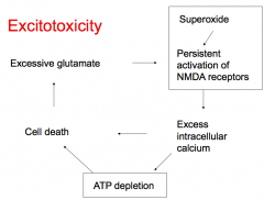 - Superoxide leads to persistent activation of NMDA receptors
- This leads to excess intracellular Ca2+, ATP depletion, and cell death
- Cell death leads to excessive glutamate which also causes persistent activation of NMDA receptors